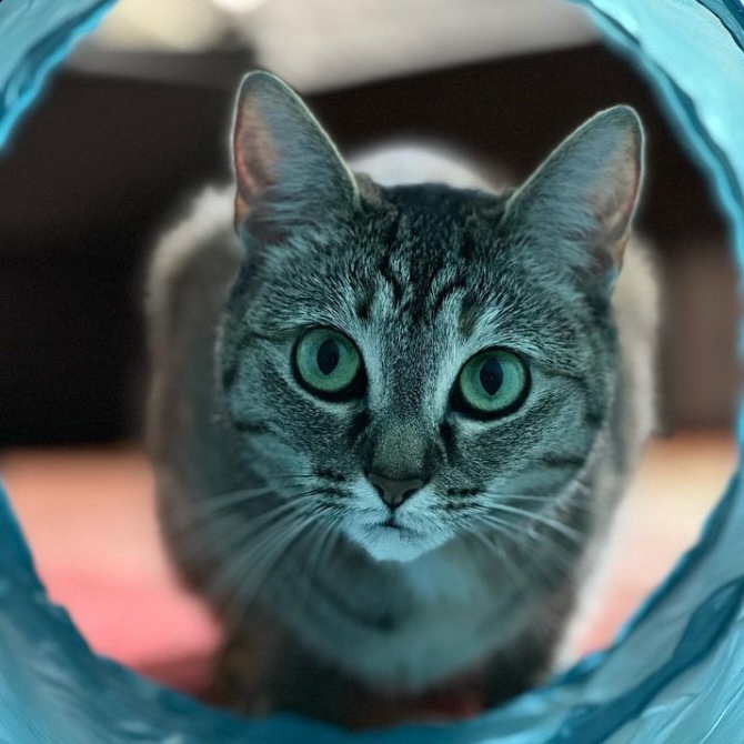 Super-cute cat